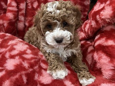 Darling Cavapoo puppies