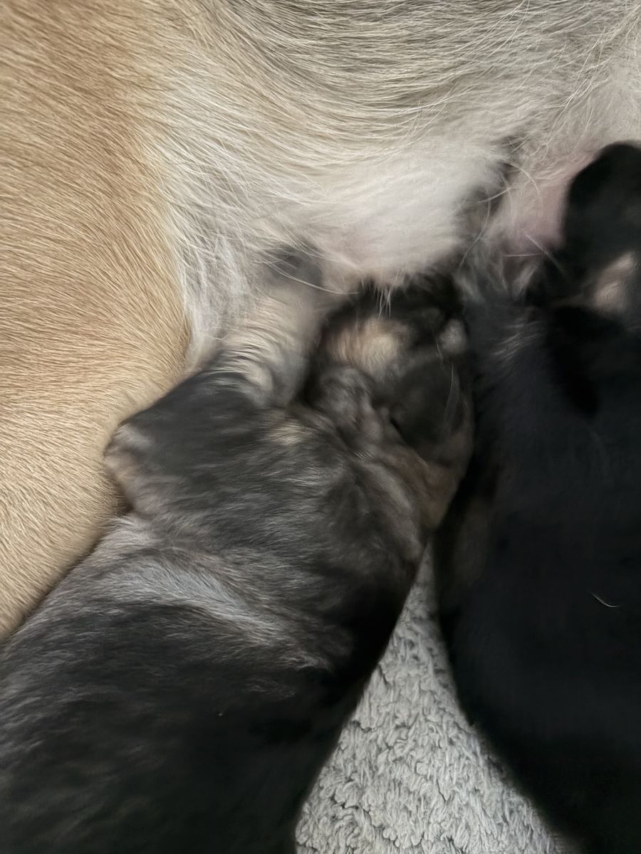 German shepherd puppies reserve now