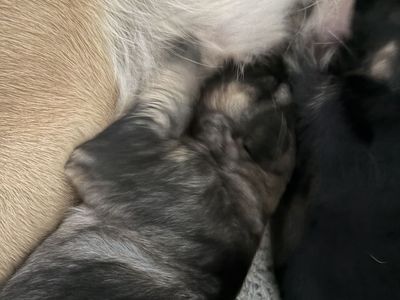 German shepherd puppies reserve now