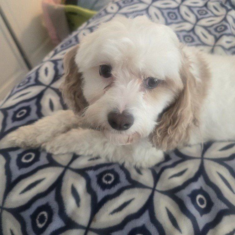 Cavapoo needs a new home