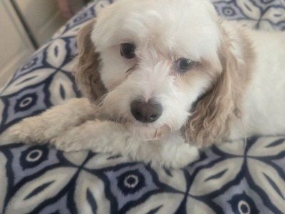 Cavapoo needs a new home
