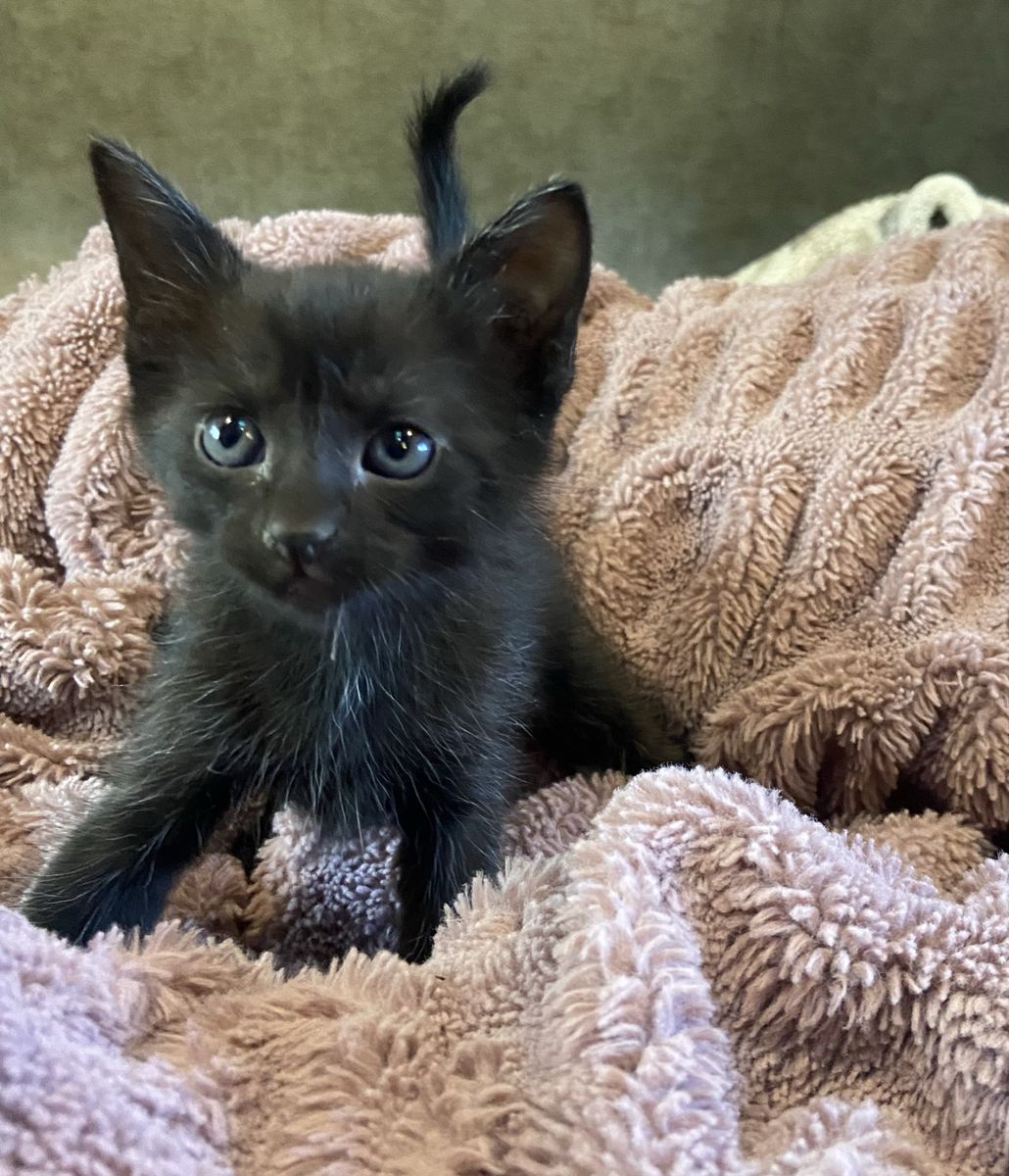 Kittens