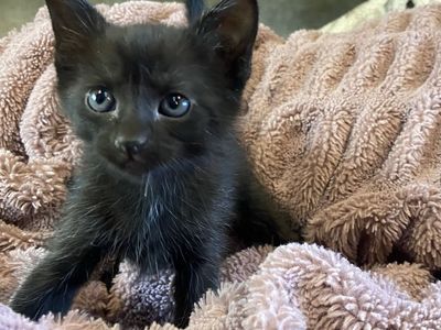 Kittens