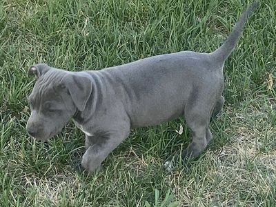 Female blue nose pitbull puppy