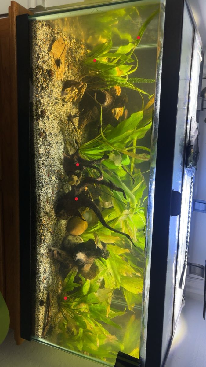 40 gallon Breeder
