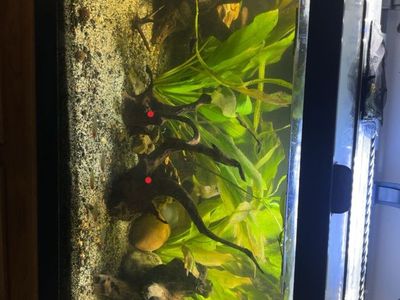 40 gallon Breeder