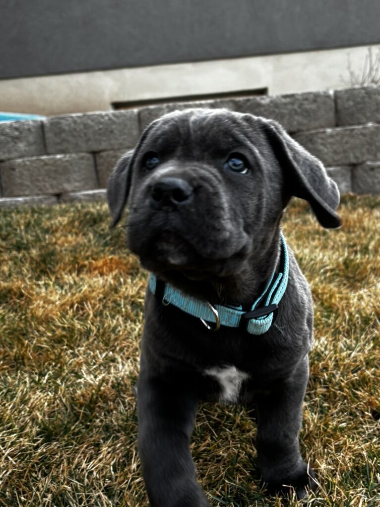 Cane Corso Puppies