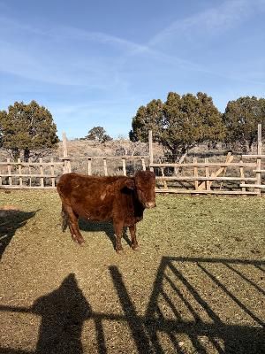 Registered Dexter cow