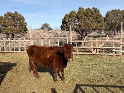 Registered Dexter cow