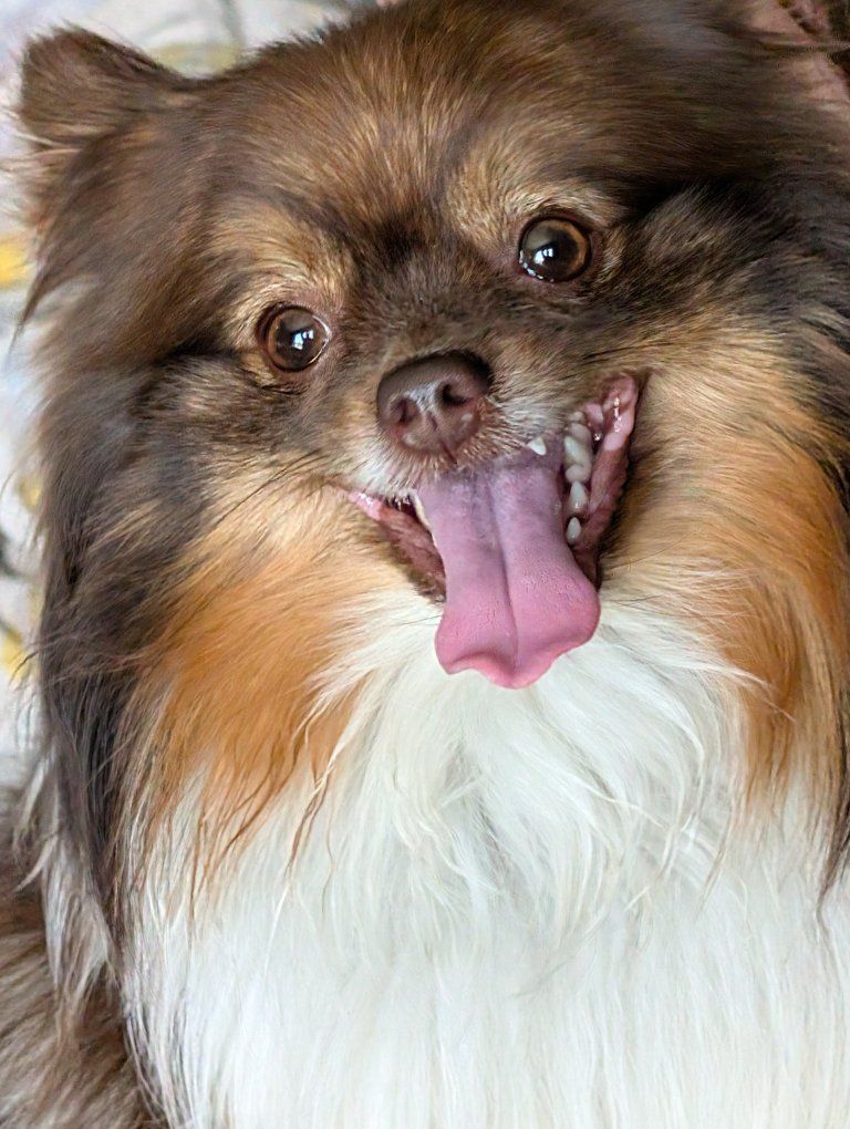 teacup Pomeranian