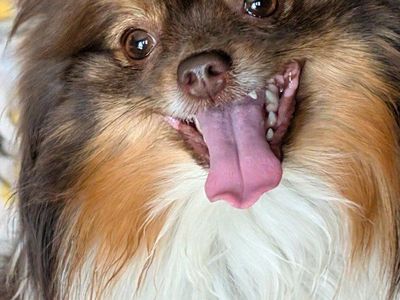 teacup Pomeranian