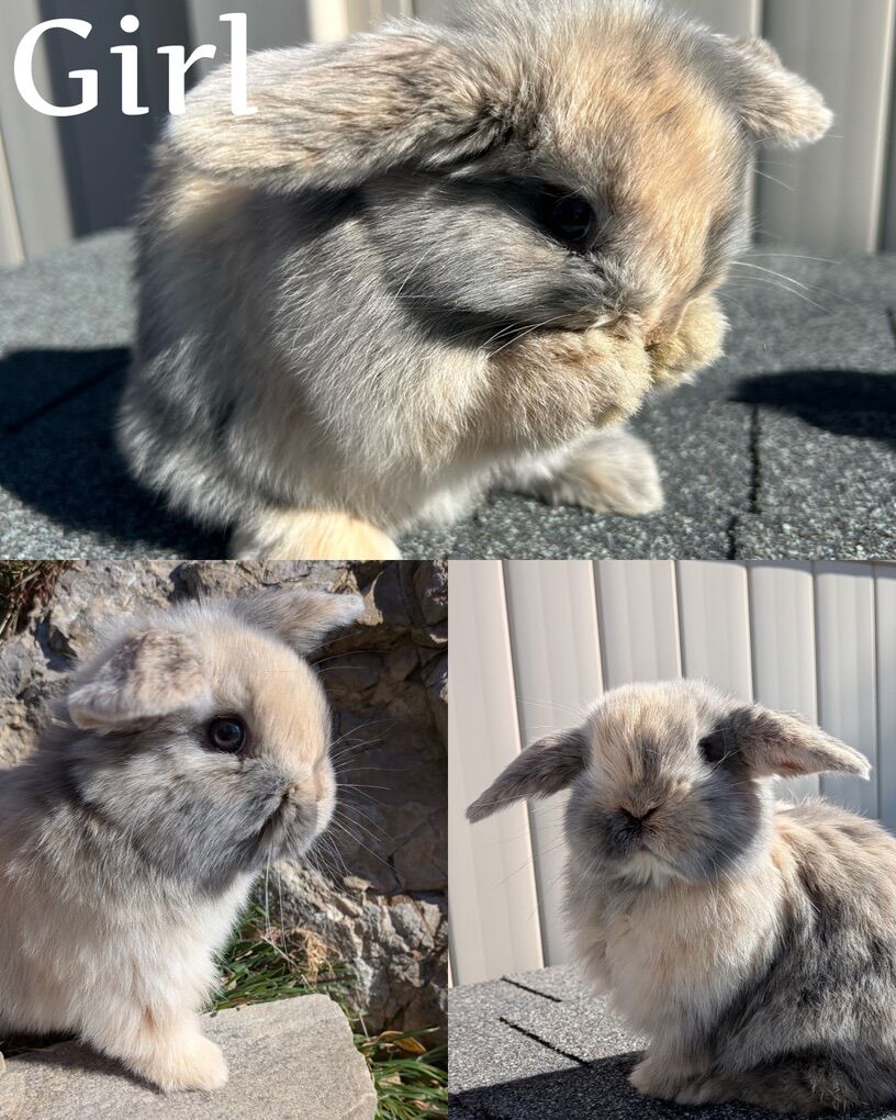 Pedigreed Holland Lop Babies