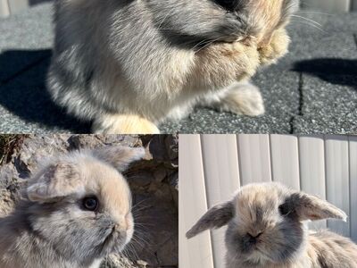 Pedigreed Holland Lop Babies