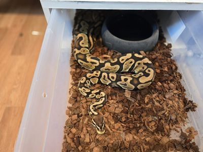Adult Female Ball Python.