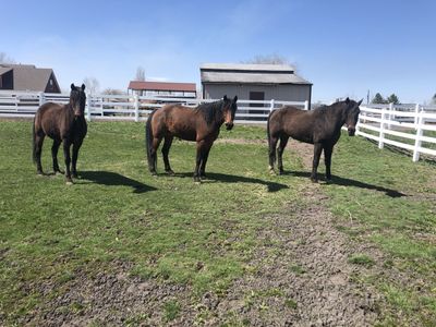 Horse Boarding - Self Care