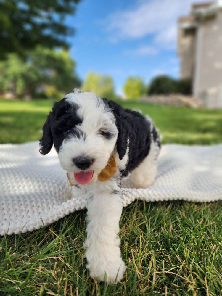 Micro Mini Sheepadoodle Puppies