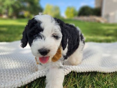 Micro Mini Sheepadoodle Puppies