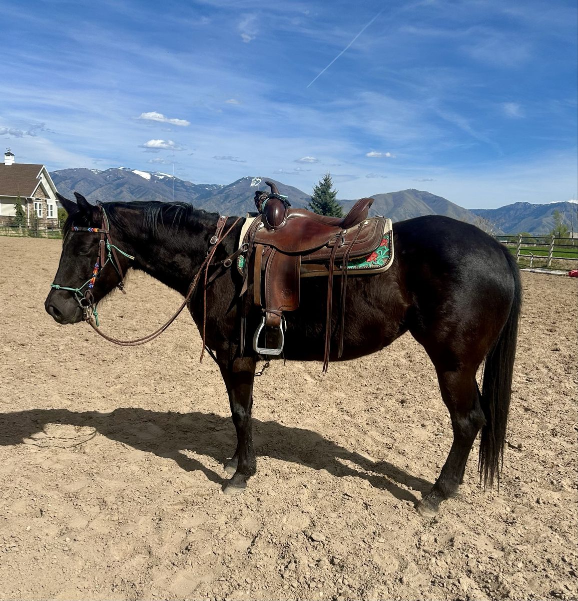 3-Year-Old AQHA Mare – Quiet & Kind