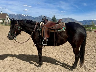 3-Year-Old AQHA Mare – Quiet & Kind