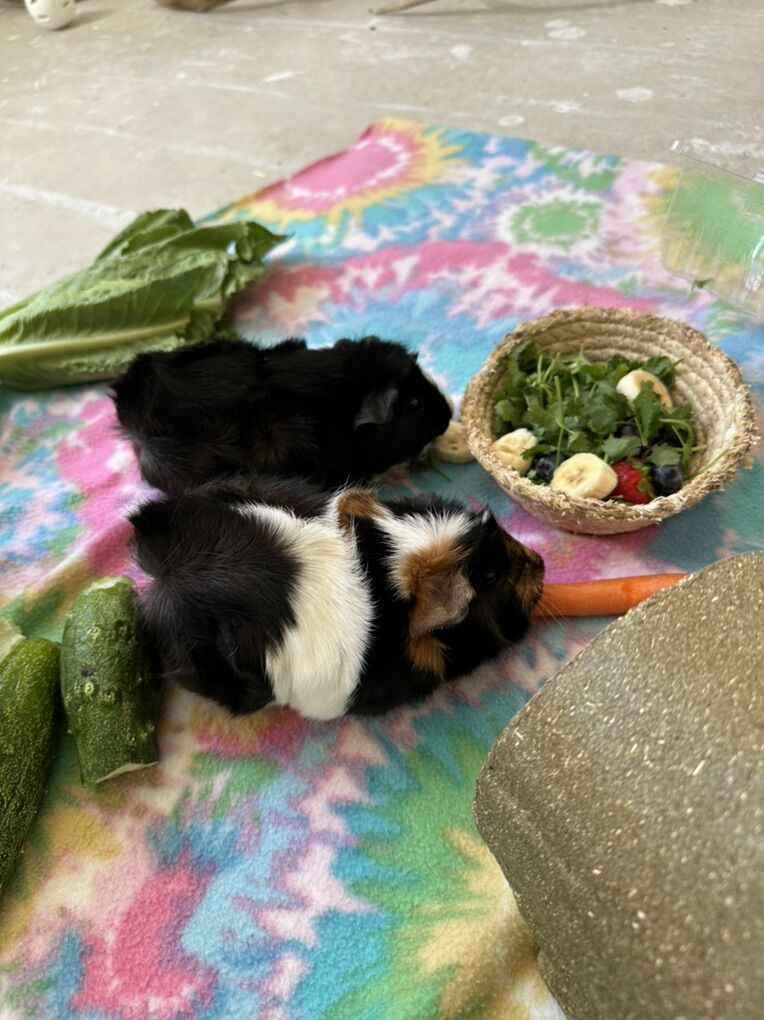 Two Female Guinea Pigs