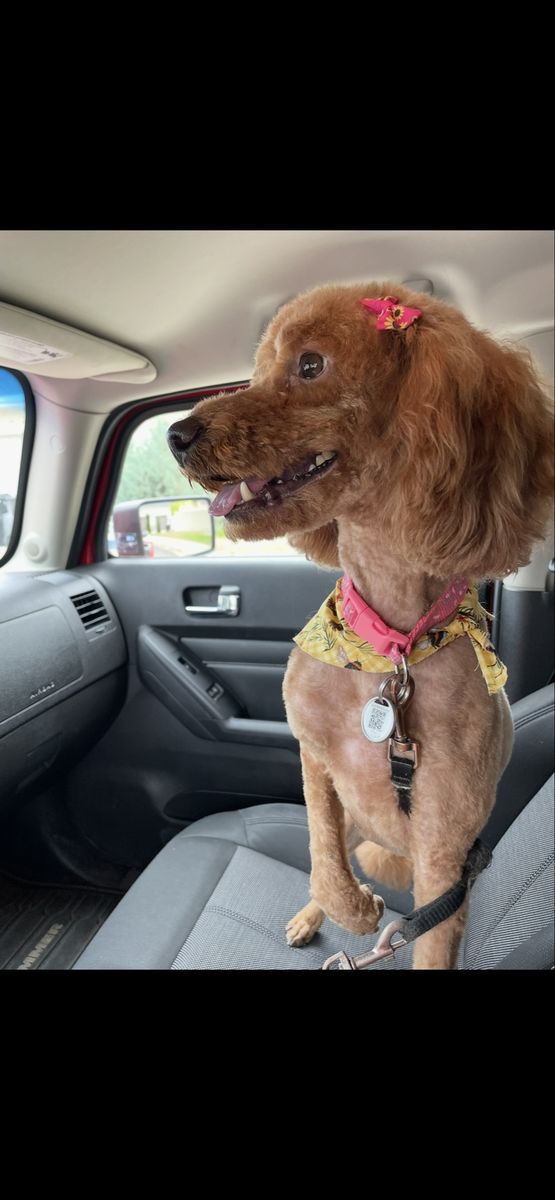 Mini Goldendoodle