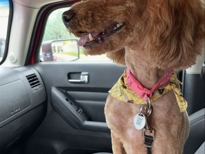 Mini Goldendoodle