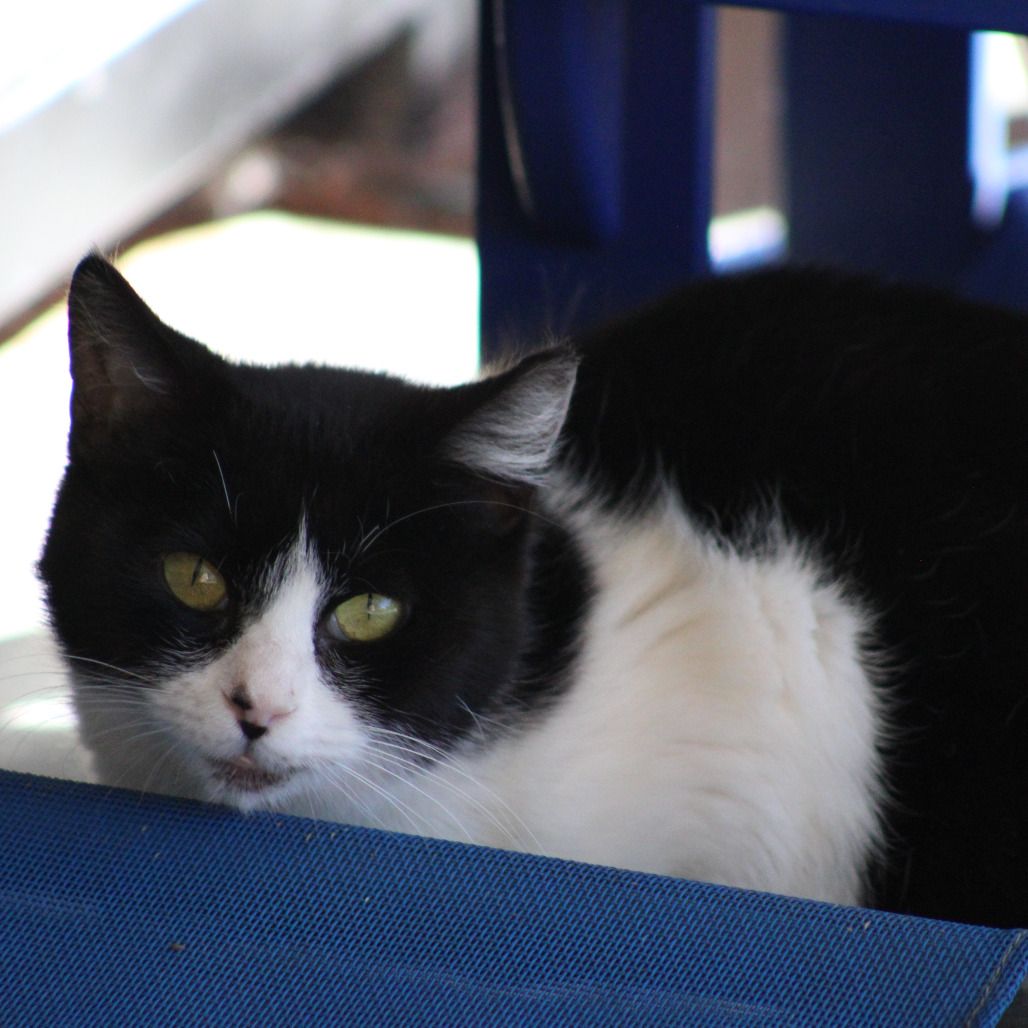 Hello my name is Moo