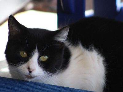 Hello my name is Moo