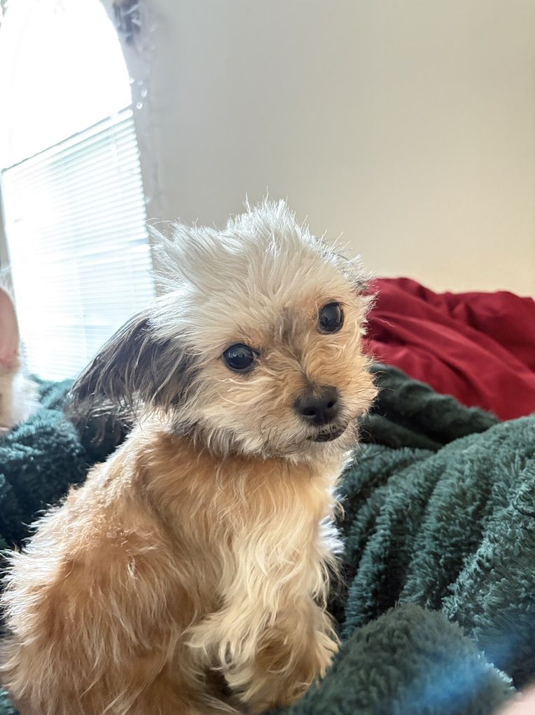 Pomeranian Shih Tzu