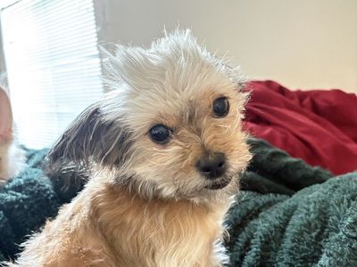 Pomeranian Shih Tzu