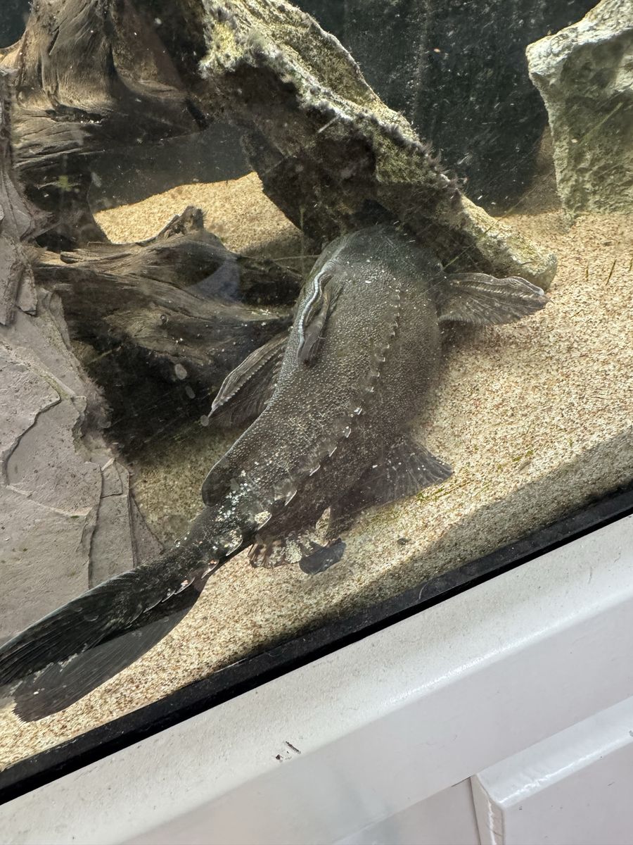 Pterodoras granulosus catfish