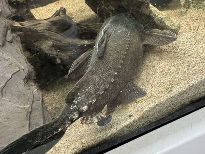 Pterodoras granulosus catfish