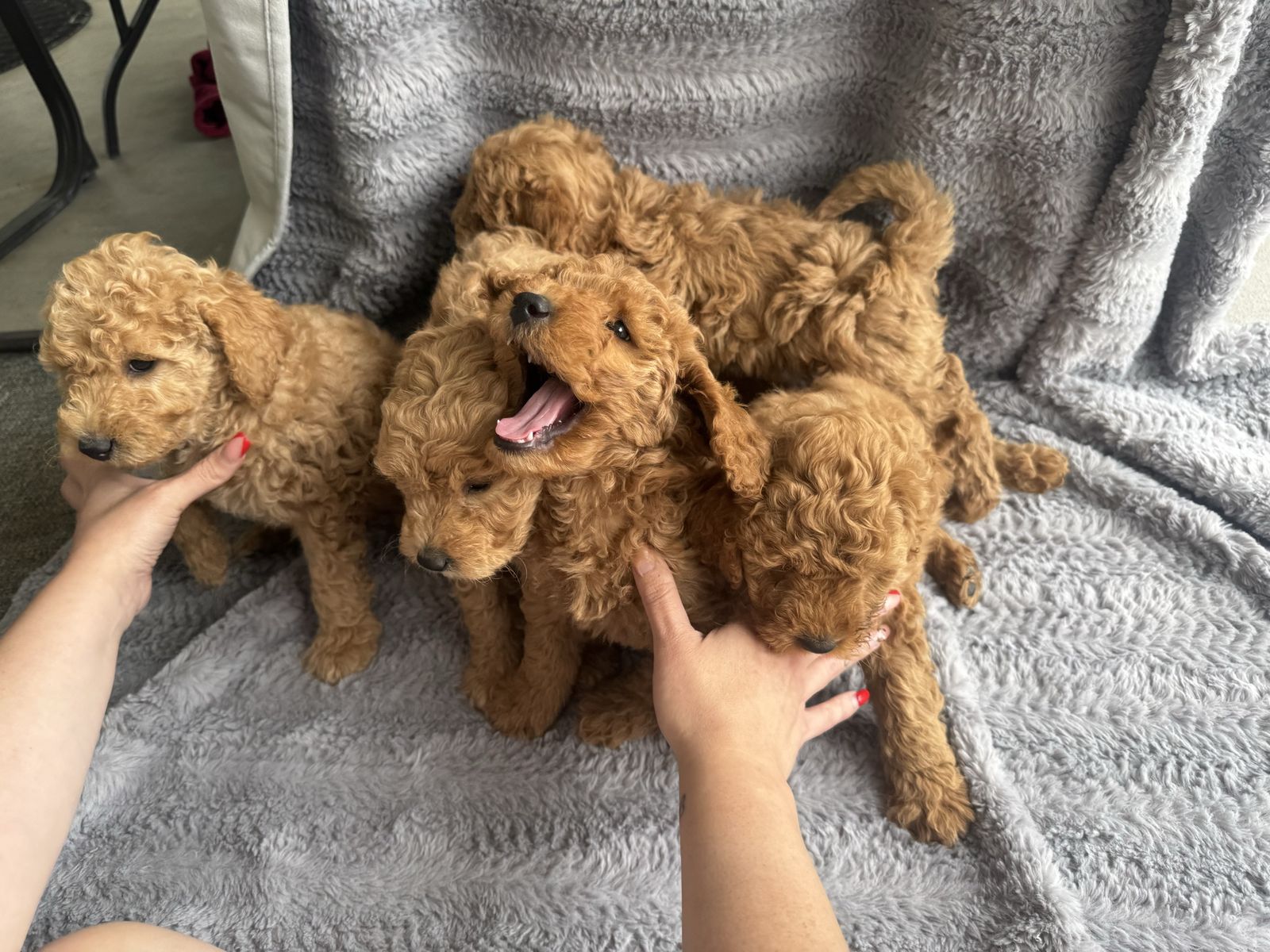 Mini golden doodles 