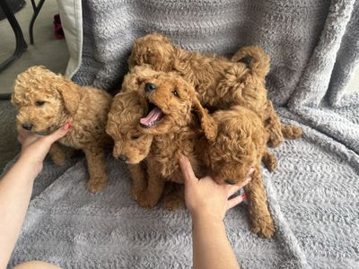 Mini golden doodles