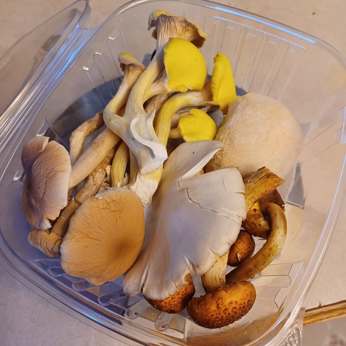 Fresh, homegrown, gourmet mushrooms