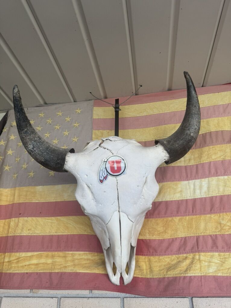 XXL Bison Skull