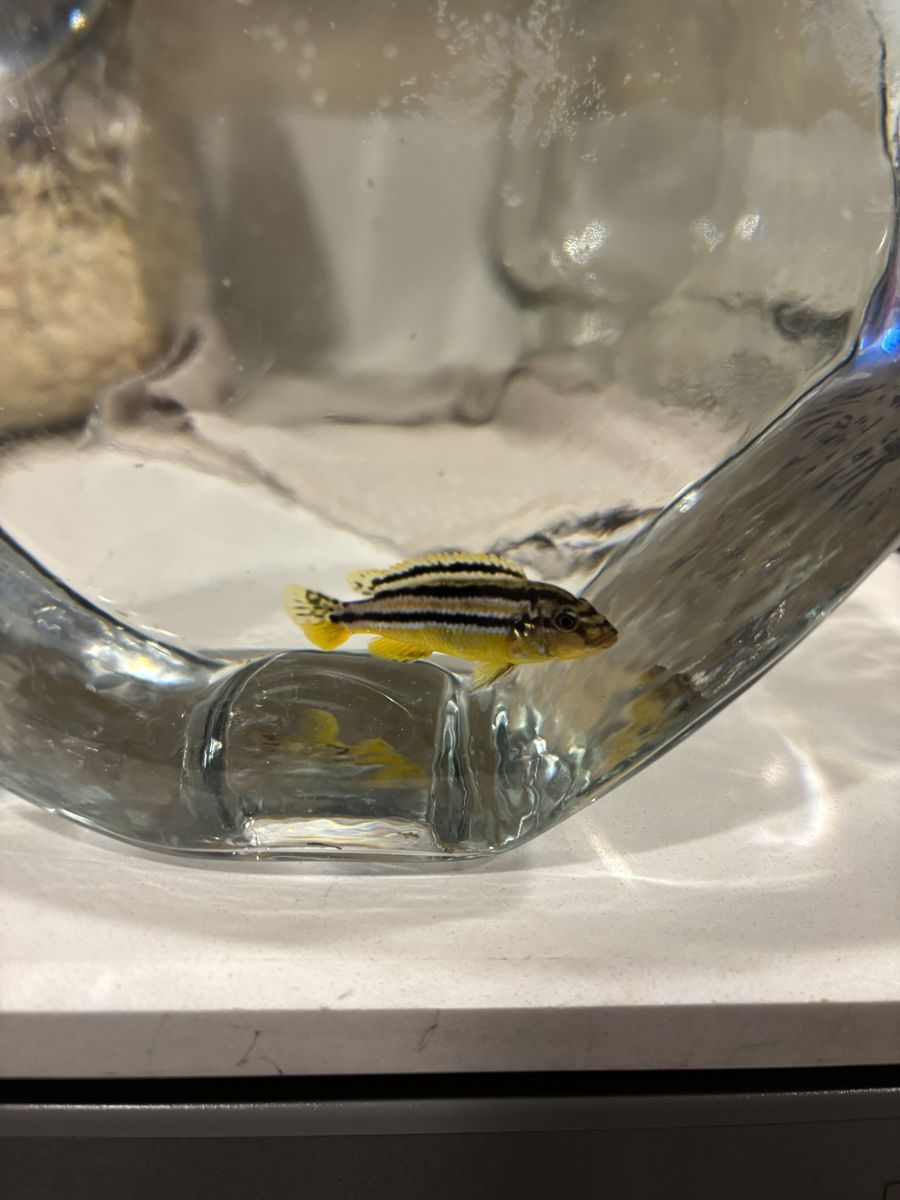 Free African Chiclids