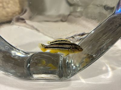 Free African Chiclids