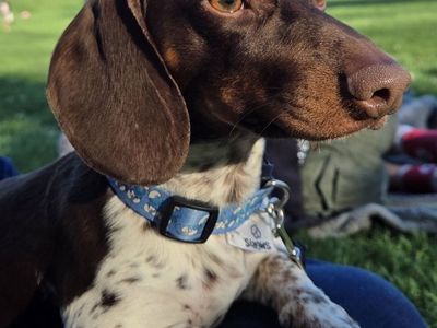 Smooth Chocolate Piebald Dachshund Stud