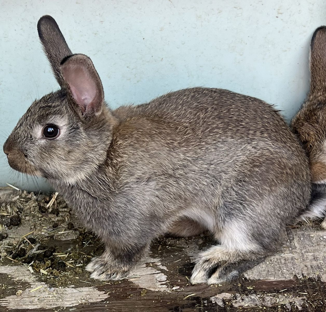 New Zealand - Meat Rabbits