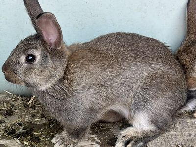 New Zealand - Meat Rabbits