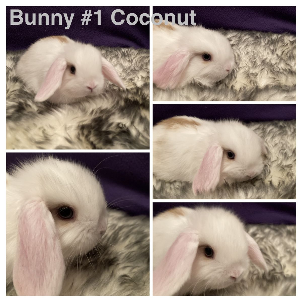 Adorable purebred baby holland lop bunnies!