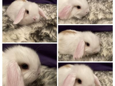 Adorable purebred baby holland lop bunnies!