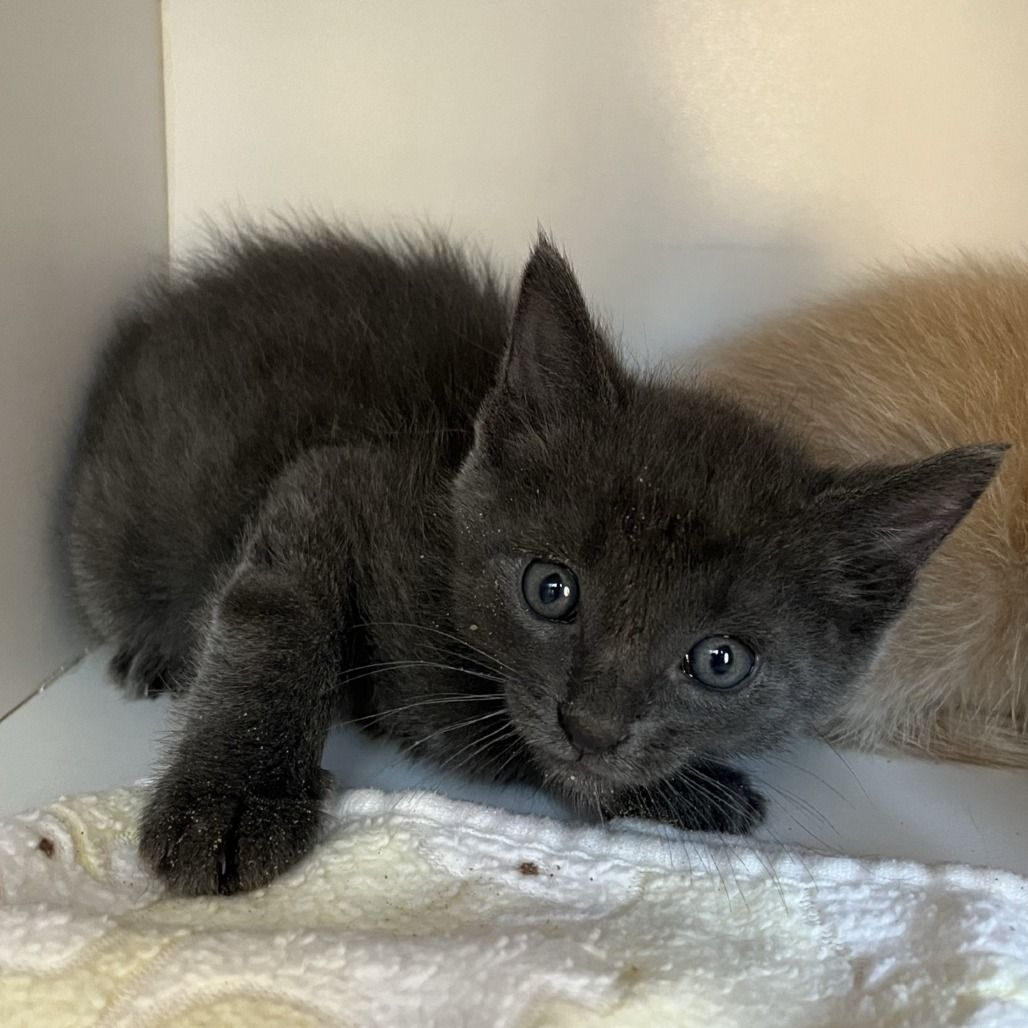 Hello my name is Clydesdale