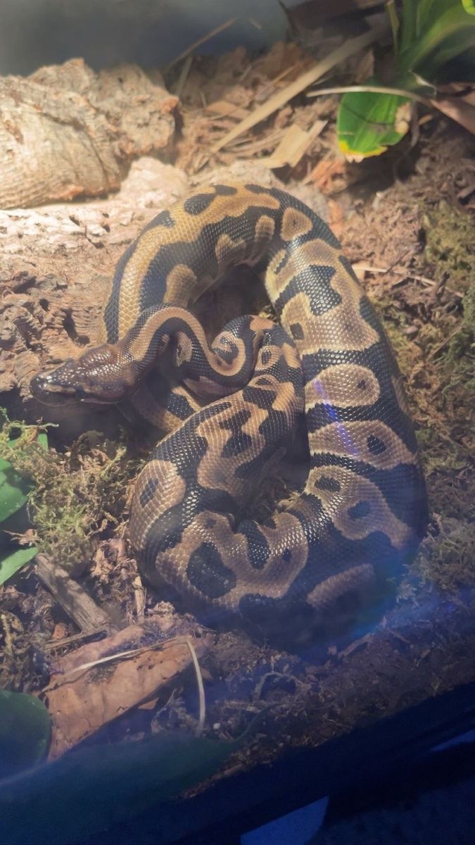 leopard het pied ball python