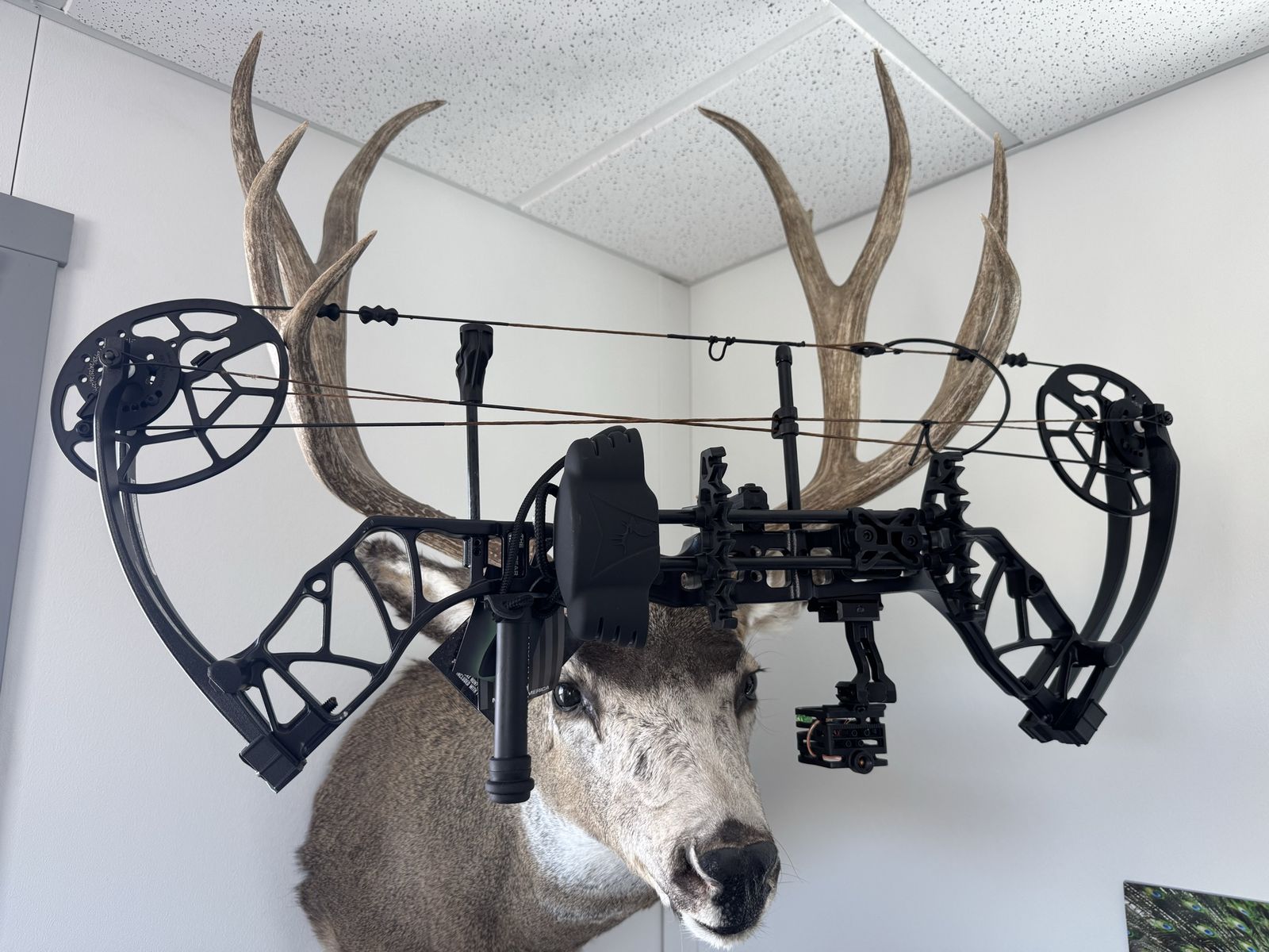 Bear Legit Maxx RTH bow.