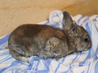 Reserve Your Easter Bunny! Meet Smudge...