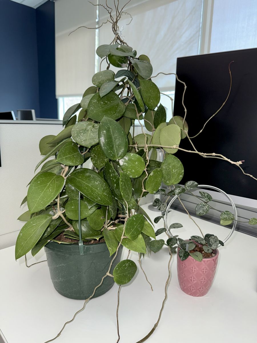 Hoya verticillata (splash) - Big Plant