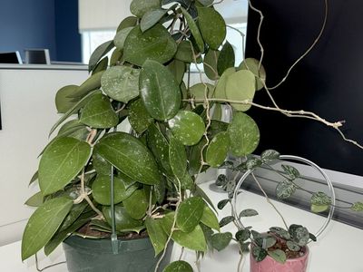 Hoya verticillata (splash) - Big Plant