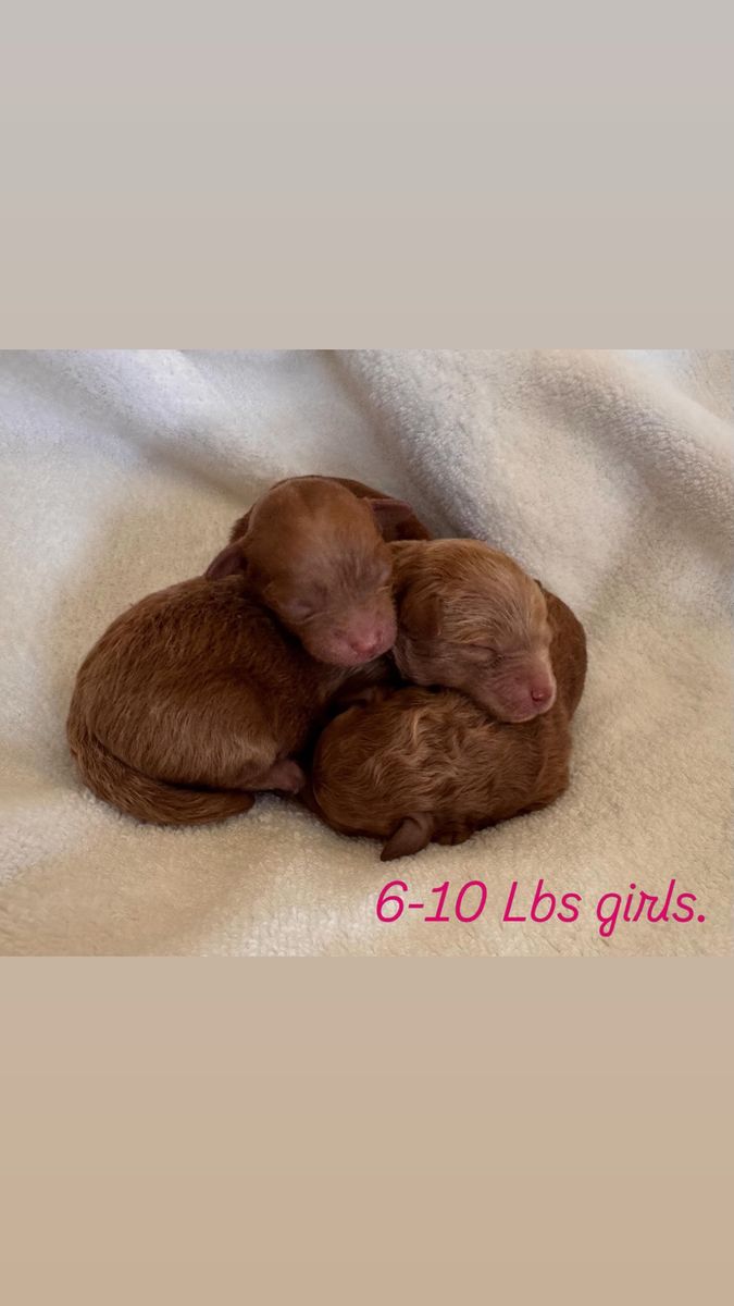 Micro, mini goldendoodles. 6-10 pounds pounds
